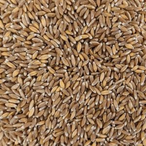 スペルト小麦の写真